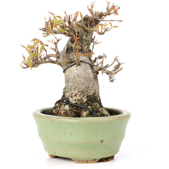 Acer buergerianum, 12,5 cm, ± 20 years old