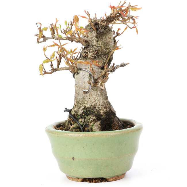 Acer buergerianum, 12,5 cm, ± 20 jaar oud