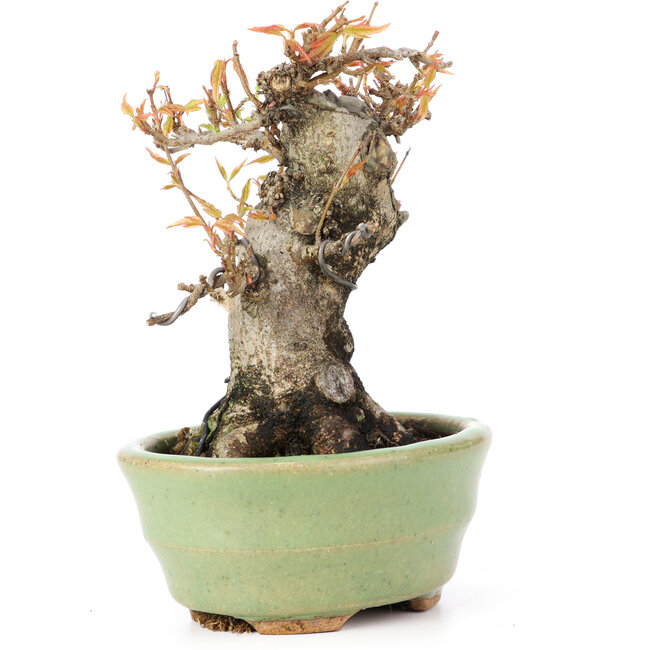 Acer buergerianum, 12,5 cm, ± 20 years old
