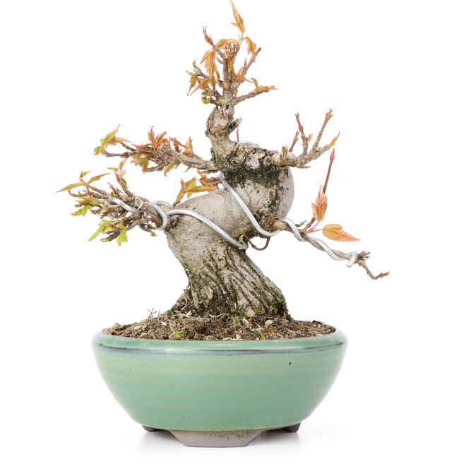 Acer buergerianum, 12 cm, ± 20 anni