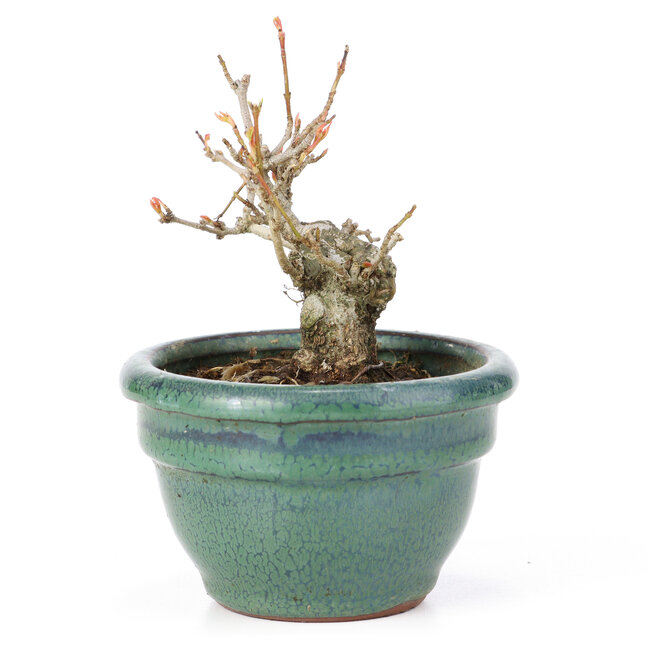 Acer buergerianum, 8,5 cm, ± 20 jaar oud