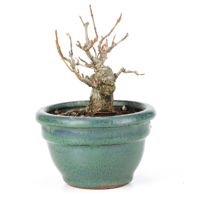 Acer buergerianum, 8,5 cm, ± 20 años