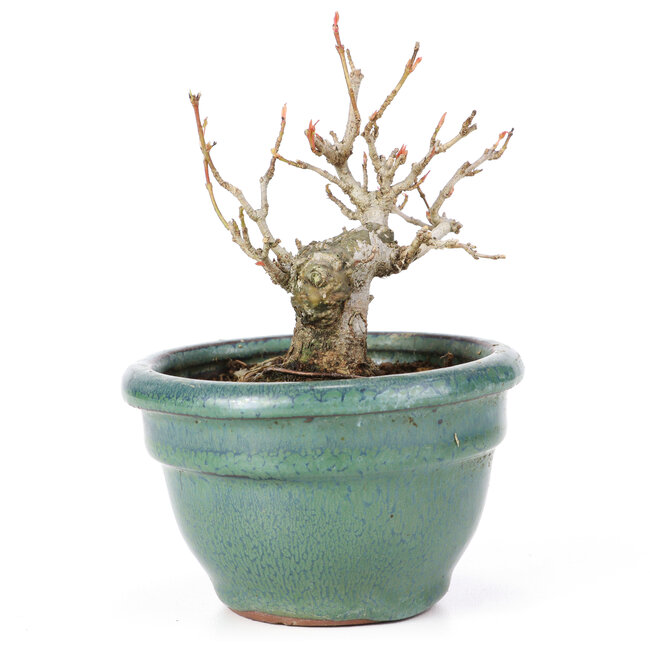 Acer buergerianum, 8,5 cm, ± 20 years old