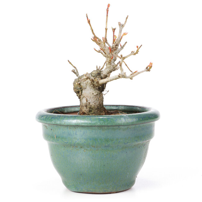 Acer buergerianum, 8,5 cm, ± 20 years old