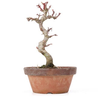 Acer palmatum Kotohime, 20,5 cm, ± 20 años