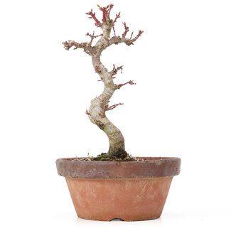 Acer palmatum Kotohime, 20,5 cm, ± 20 ans