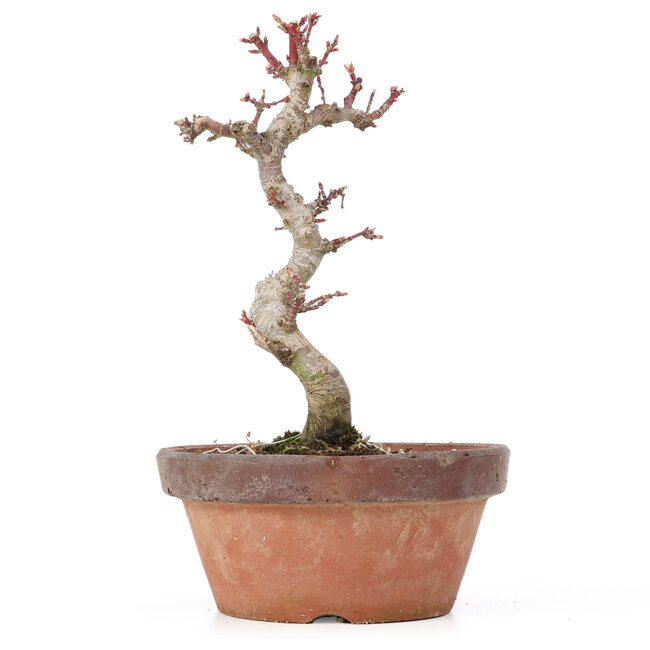 Acer palmatum Kotohime, 20,5 cm, ± 20 ans