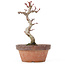 Acer palmatum Kotohime, 20,5 cm, ± 20 ans