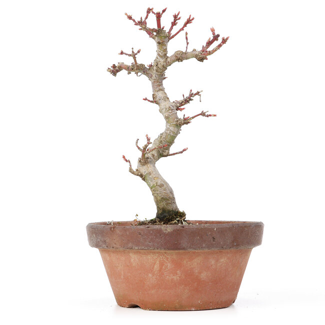 Acer palmatum Kotohime, 20,5 cm, ± 20 ans