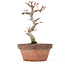 Acer palmatum Kotohime, 20,5 cm, ± 20 ans
