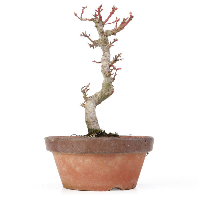 Acer palmatum Kotohime, 20,5 cm, ± 20 anni