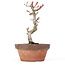 Acer palmatum Kotohime, 20,5 cm, ± 20 ans