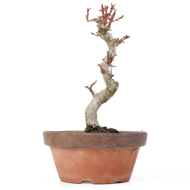 Acer palmatum Kotohime, 20,5 cm, ± 20 Jahre alt