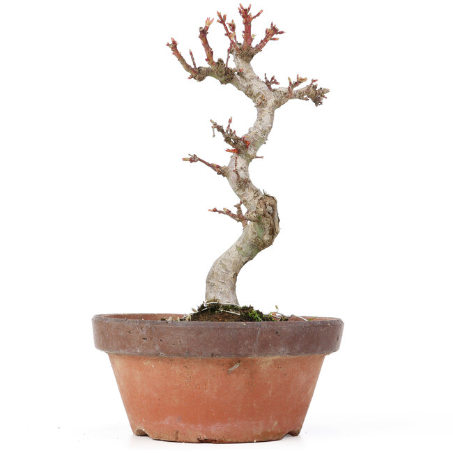 Acer palmatum Kotohime, 20,5 cm, ± 20 anni