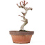 Acer palmatum Kotohime, 20,5 cm, ± 20 ans