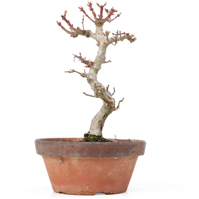 Acer palmatum Kotohime, 20,5 cm, ± 20 Jahre alt
