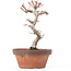 Acer palmatum Kotohime, 20,5 cm, ± 20 ans