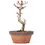 Acer palmatum Kotohime, 20,5 cm, ± 20 ans
