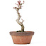Acer palmatum Kotohime, 20,5 cm, ± 20 ans