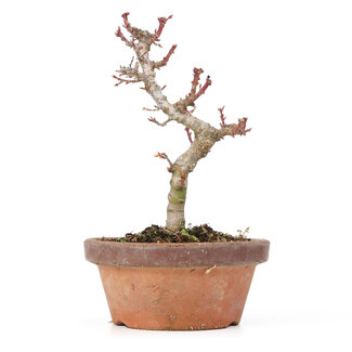 Acer palmatum Kotohime, 19,5 cm, ± 20 ans