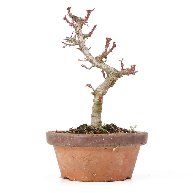 Acer palmatum Kotohime, 19,5 cm, ± 20 anni