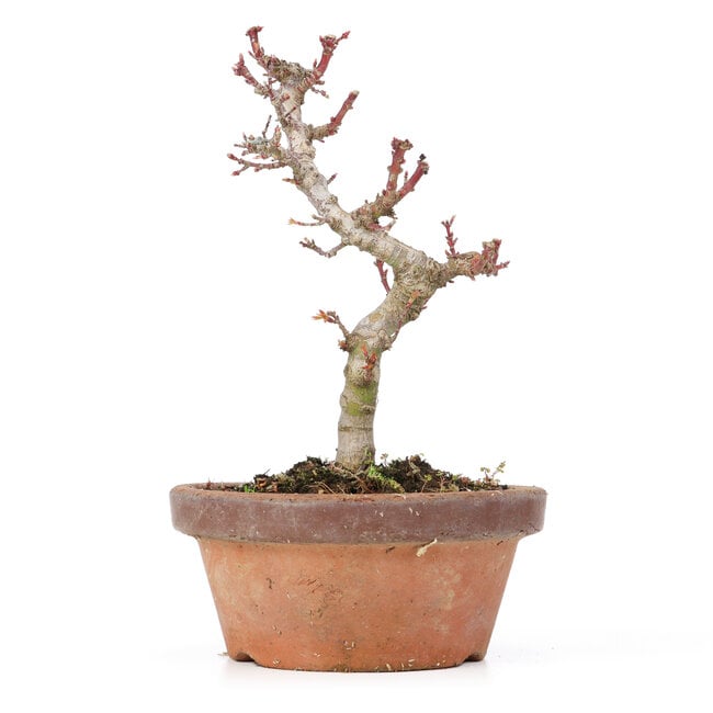 Acer palmatum Kotohime, 19,5 cm, ± 20 años