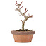 Acer palmatum Kotohime, 19,5 cm, ± 20 anni