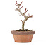 Acer palmatum Kotohime, 19,5 cm, ± 20 ans