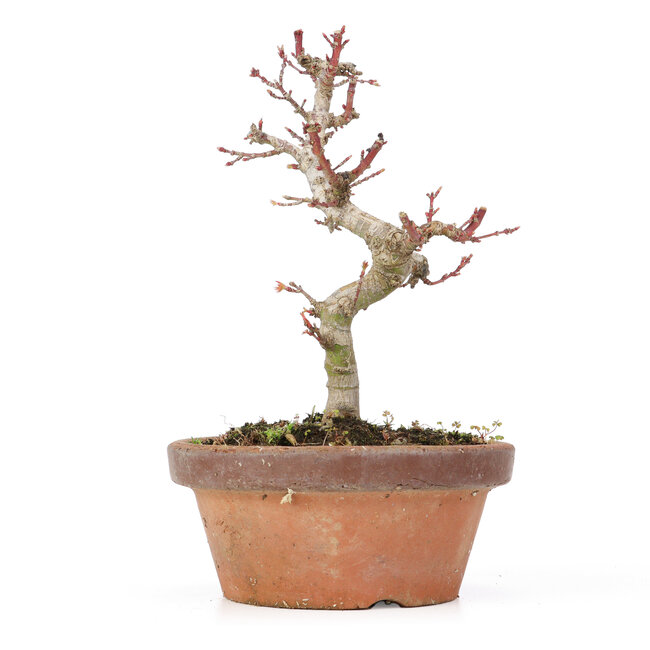 Acer palmatum Kotohime, 19,5 cm, ± 20 anni