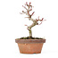 Acer palmatum Kotohime, 19,5 cm, ± 20 ans