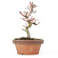 Acer palmatum Kotohime, 19,5 cm, ± 20 ans