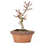 Acer palmatum Kotohime, 19,5 cm, ± 20 anni