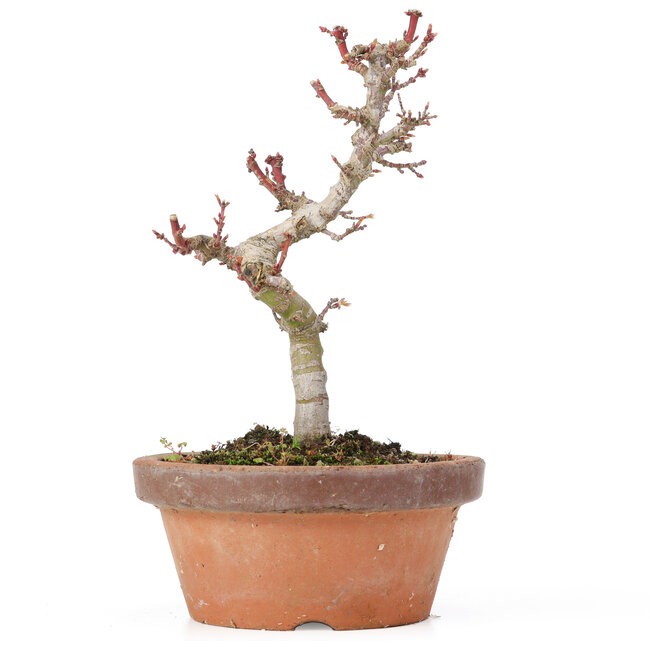 Acer palmatum Kotohime, 19,5 cm, ± 20 ans