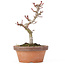 Acer palmatum Kotohime, 19,5 cm, ± 20 ans