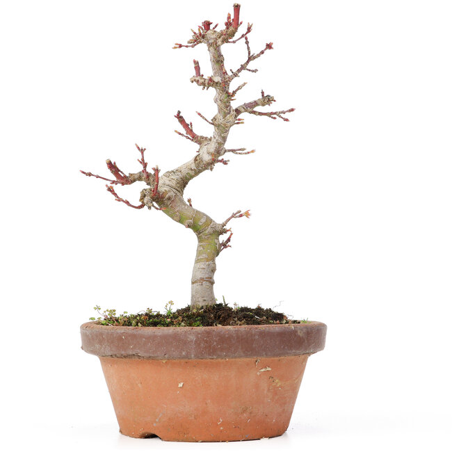Acer palmatum Kotohime, 19,5 cm, ± 20 jaar oud