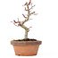 Acer palmatum Kotohime, 19,5 cm, ± 20 ans