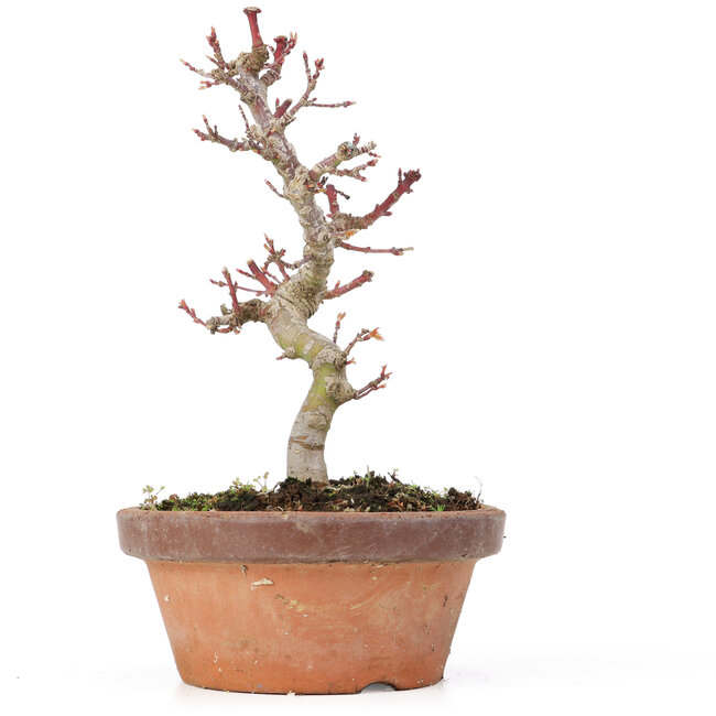 Acer palmatum Kotohime, 19,5 cm, ± 20 años