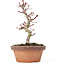 Acer palmatum Kotohime, 19,5 cm, ± 20 ans