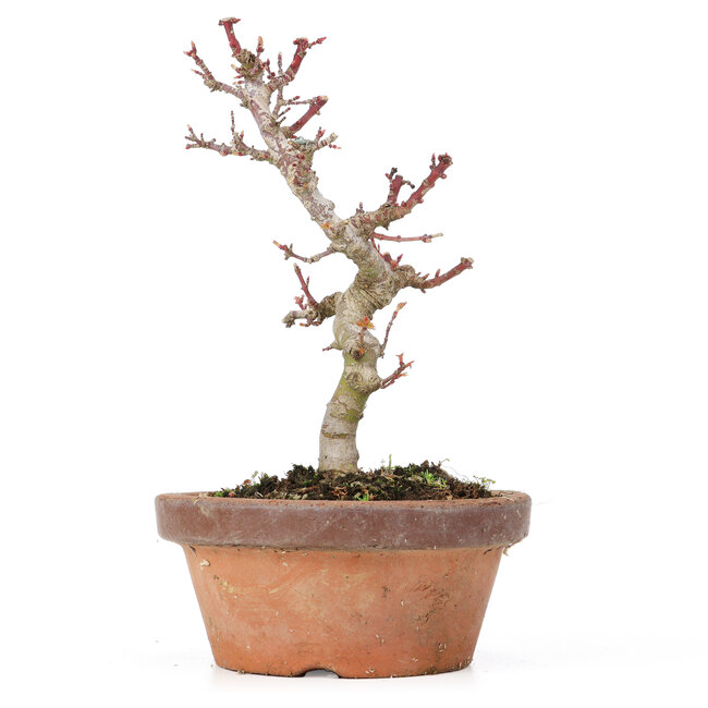 Acer palmatum Kotohime, 19,5 cm, ± 20 jaar oud