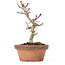 Acer palmatum Kotohime, 19,5 cm, ± 20 ans