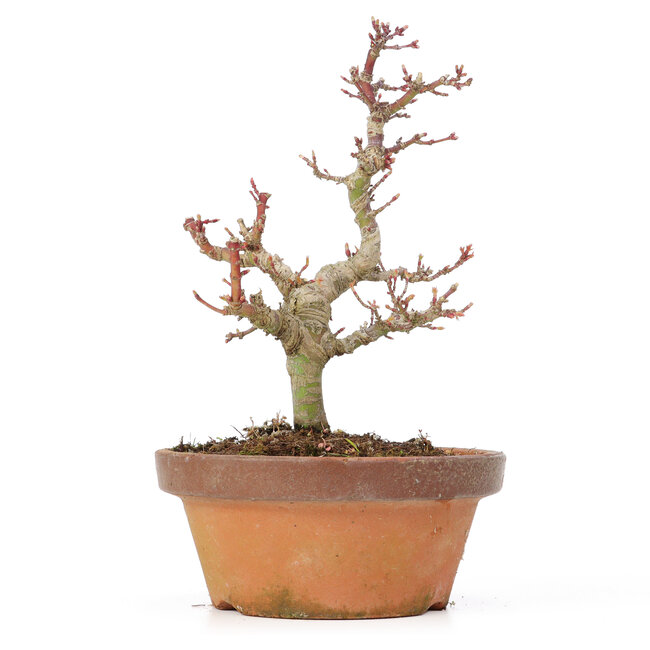 Acer palmatum Kotohime, 20 cm, ± 20 ans