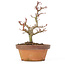 Acer palmatum Kotohime, 20 cm, ± 20 Jahre alt