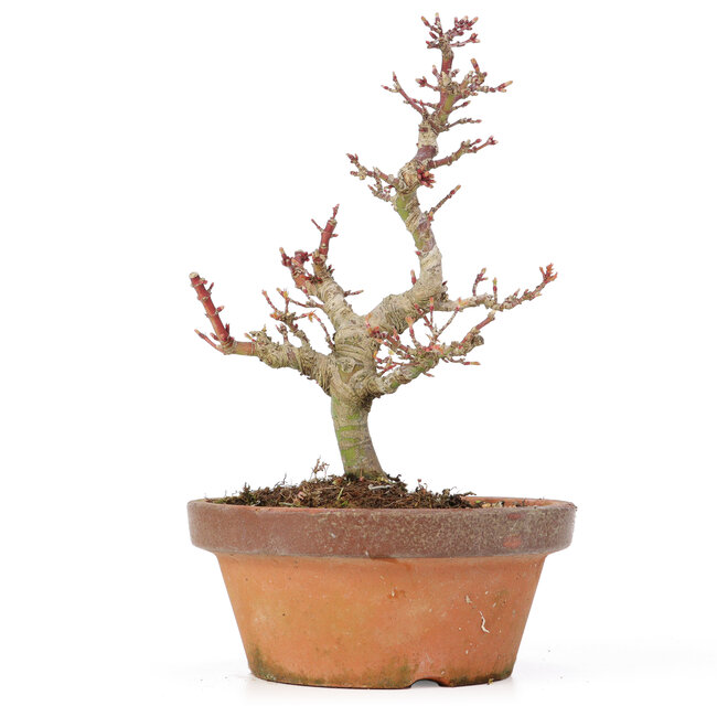 Acer palmatum Kotohime, 20 cm, ± 20 Jahre alt