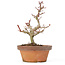 Acer palmatum Kotohime, 20 cm, ± 20 Jahre alt