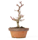 Acer palmatum Kotohime, 20 cm, ± 20 Jahre alt