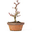 Acer palmatum Kotohime, 20 cm, ± 20 ans
