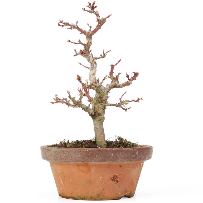 Acer palmatum Kotohime, 20 cm, ± 20 Jahre alt