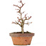 Acer palmatum Kotohime, 20 cm, ± 20 Jahre alt