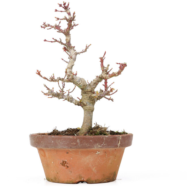 Acer palmatum Kotohime, 20 cm, ± 20 ans