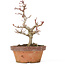 Acer palmatum Kotohime, 20 cm, ± 20 ans